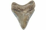 Serrated, Fossil Megalodon Tooth - South Carolina #234514-1